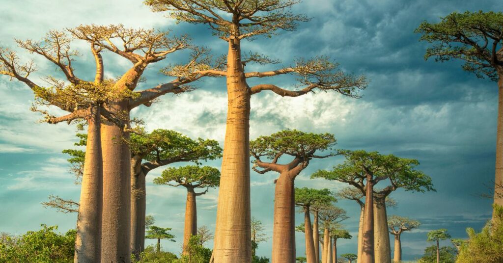 Madagascar