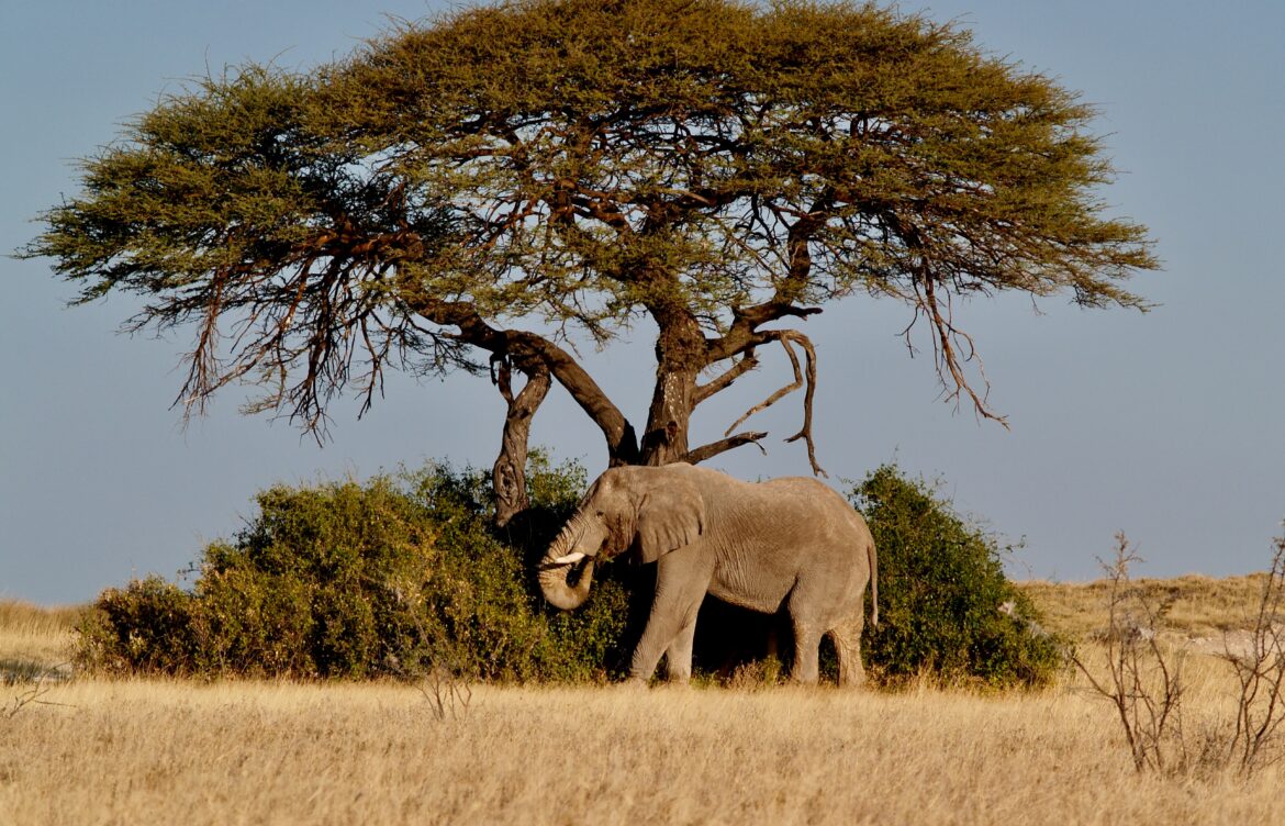 Africa’s Hidden Stories: 7 Immersive Journeys That Go Beyond the Safari