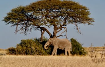 Africa's