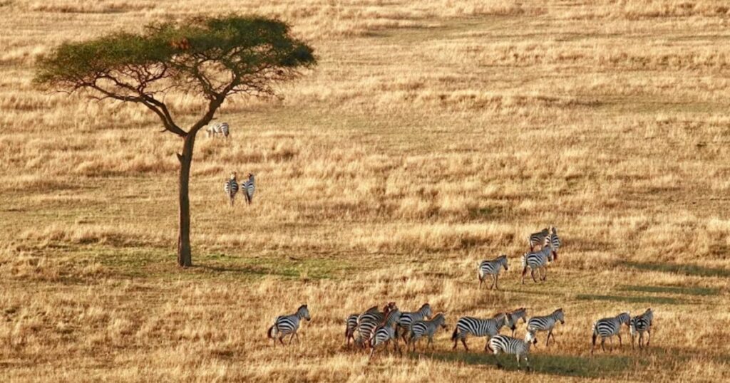 Herd of zebra near tree photo, Serengeti National Park, Arusha, Tanzania