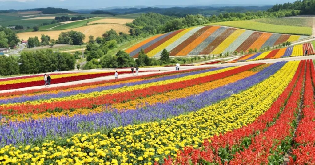Yellow red and purple flower field during daytime, Hokkaido, Japan